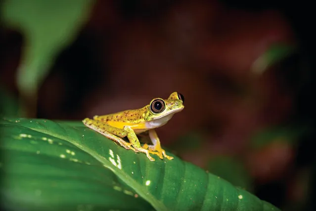 The lemur leaf frog, native of Costa Rica, is one of the key species that Bristol Zoological Society is working to protect, both in the wild and through conservation breeding programmes. (Photo by Adam Davis/Bristol Zoological Society)