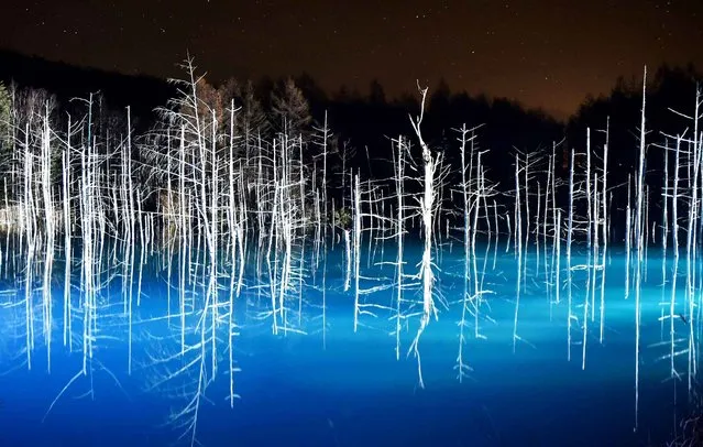 The lightup event of Aoi Ike, Blue pond for winter season starts in Biei town, Hokkaido on November 7, 2015. The artificial Blue Pond, made of volcanic mudflows, has created a wondrous landscape. (Photo by The Yomiuri Shimbun via AP Images)