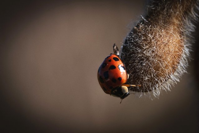 A lady bug battle crawls upon a soybean pods that has turned brown as harvest for the crop nears in Centreville, MD, on September 23, 2025. (Photo by Jim Watson/AFP Photo)