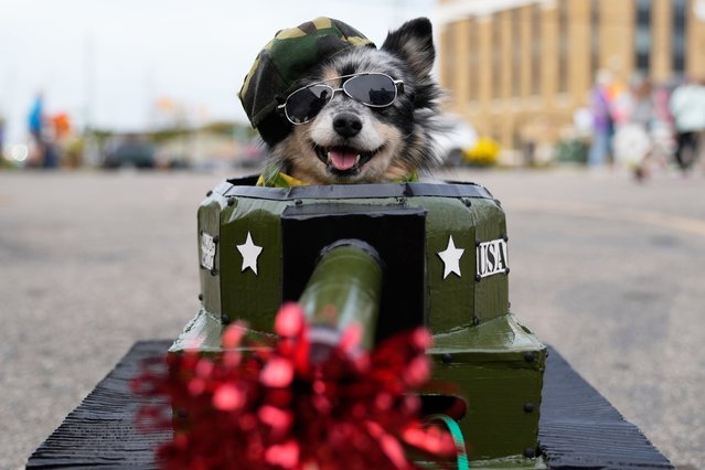 Mojo, a dog owned by Alicia Town, of Kalamazoo, sits in a tank costume during an event for dog trick-or-treating, Friday, October 17, 2025, in Lansing, Mich. (Photo by Ryan Sun/AP Photo)