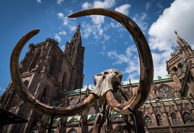 A mammoth skeleton is prepared to be displayed in front of Strasbourg Cathedral, eastern France on April 30, 2018, as part of the “Industrie Magnifique” festival. .Several art pieces will be shown in different squares of the city from May 3 to May 13. (Photo by Patrick Hertzog/AFP Photo)