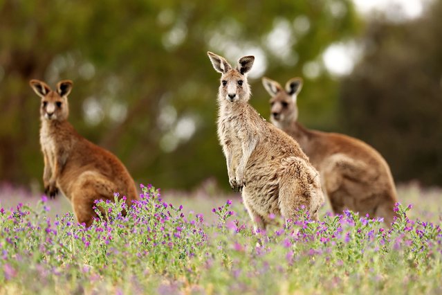 Eastern Grey Kangaroos are seen among Patterson's Curse (Echium plantagineum), which blooms during Spring on October 24, 2025 in Melbourne, Australia. (Photo by Morgan Hancock/Getty Images)