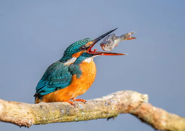 A fish realises it's not his day moments before being gulped down by a hungry kingfisher near the River Lark in Bury St Edmunds, Suffolk on April 11, 2023. (Photo by Ivor Ottley/Animal News Agency)