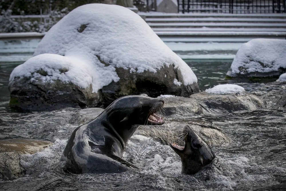 The Week in Pictures: Animals, January 3 – January 10, 2015