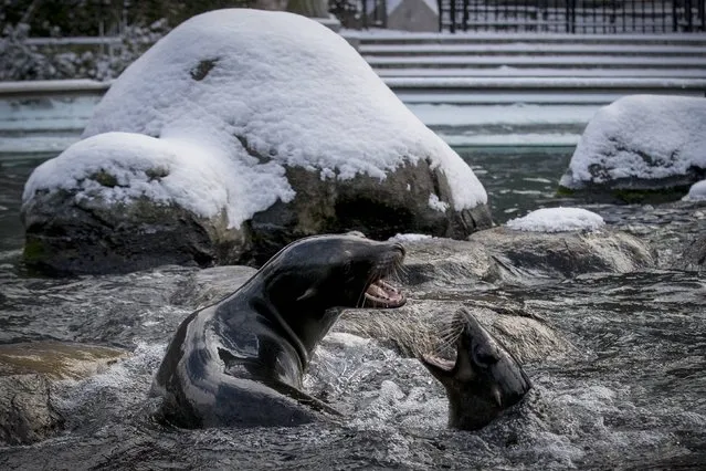 Two California Sea Lions play in the pool at New York's Central Park Zoo following an early morning snowfall January 9, 2015. (Photo by Brendan McDermid/Reuters)