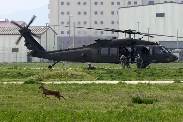 U.S. soldiers from the 2nd Infantry Division disembark from a Blackhawk UH-60 helicopter as a water deer tries to run away from the drill site during the best squad competition at Camp Humphreys in Pyeongtaek, South Korea, Thursday, May 4, 2023. The selected squad will represent the division at the 8th Army 2023 Best Squad Competition. (Photo by Lee Jin-man/AP Photo)