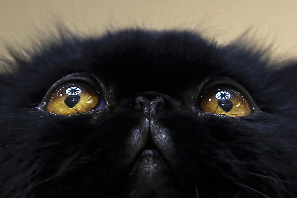 The Week in Pictures: Animals, January 10 – January 17, 2015