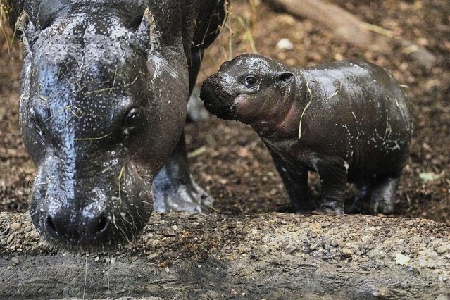 The two weeks old pygmy hippo baby “Panya” walks with its mother for the first time into their enclosure at the zoo in Duisburg, Germany, Monday, December 8, 2025. (Photo by Martin Meissner/AP Photo)