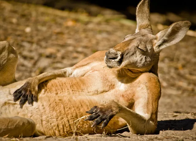 “Portrait of one chilled out Kangaroo”. Jeez Louise...Those cookies were good. Location: Jacksonville Zoo, Jacksonville, Florida, USA. (Photo and caption by Graham McGeorge/National Geographic Traveler Photo Contest)