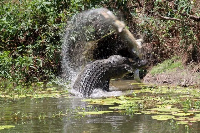 A saltwater crocodile throws another crocodile in the air before eating it at the Catfish Waterhole in the Rinyirru (Lakefield) National Park located in northern Queensland, Australia, in this picture taken on October 26, 2015. (Photo by Sandra Bell/Reuters)