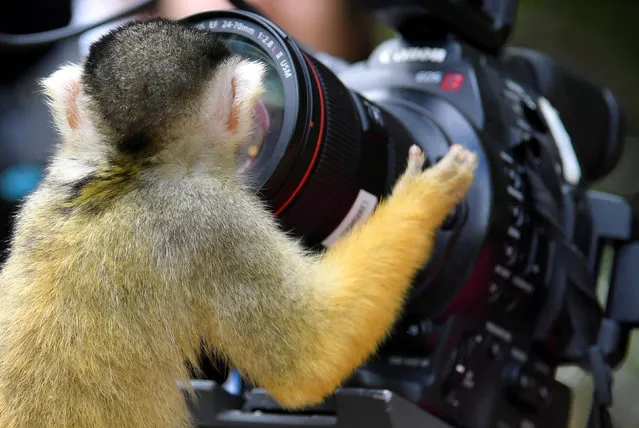 A black-capped squirrel monkey looks into a broadcast crews camera and lens at London Zoo in London, Britain, June 27, 2018. (Photo by Toby Melville/Reuters)