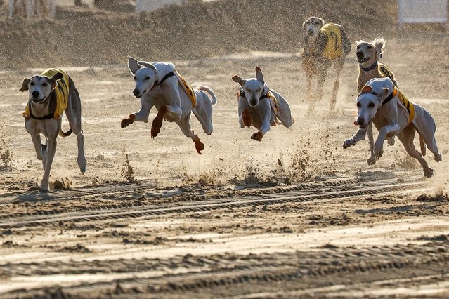Greyhounds race in a championship during the Qatar International Falconry and Hunting Festival at Sabkhat Marmi south of Doha on January 18, 2025. (Photo by Karim Jaafar/AFP Photo)