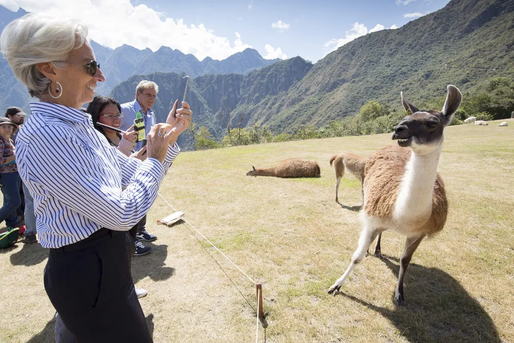 Pictures of the Year 2015: Animals