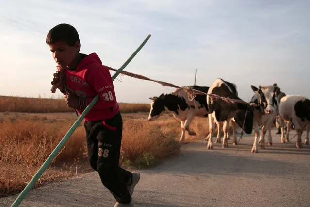 A boy walks his cows as he returns with others to their town of Hisha, after the Syrian Democratic Forces (SDF) took control of the area from Islamic State militants, in the northern Raqqa countryside, Syria November 14, 2016. (Photo by Rodi Said/Reuters)