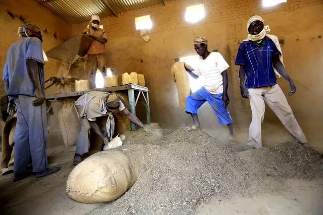 Workers pour sacks of tobacco for grinding inside a snuff tobacco factory in el-Fasher, in North Darfur February 5, 2015. (Photo by Mohamed Nureldin Abdallah/Reuters)