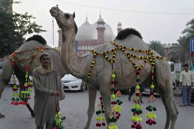 A caretaker handles decorated camels of a businessman near historical Badshahi mosque, background, ahead of Muslim Eid al-Adha, or Feast of Sacrifice holiday, in Lahore, Pakistan, Tuesday, June. 27, 2023. (Photo by K.M. Chaudary/AP Photo)