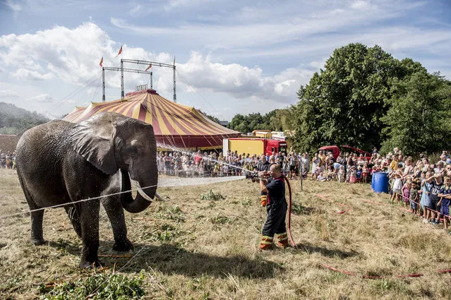 Local firefighters spray water to cool down elephants of the Arene circus due to high temperatures on August 2, 2018 in Gilleleje, Denmark. (Photo by Mads Claus Rasmussen/AFP Photo/Ritzau Scanpix)
