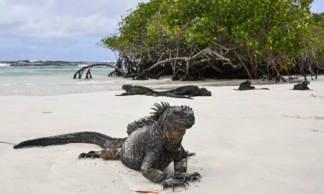 A marine iguana (Amblyrhynchus cristatus) is seen in Tortuga Bay at Santa Cruz Island, part of the Galapagos archipelago in Ecuador, on May 26, 2023. Unusually warm for this time of year, the waters of the Pacific carry a warning to the beaches: El Niño has already begun and could be the most intense phenomenon in decades and a sentence of starvation and death for the black marine iguanas of Ecuador's Galapagos archipelago. (Photo by Ernesto Benavides/AFP Photo)