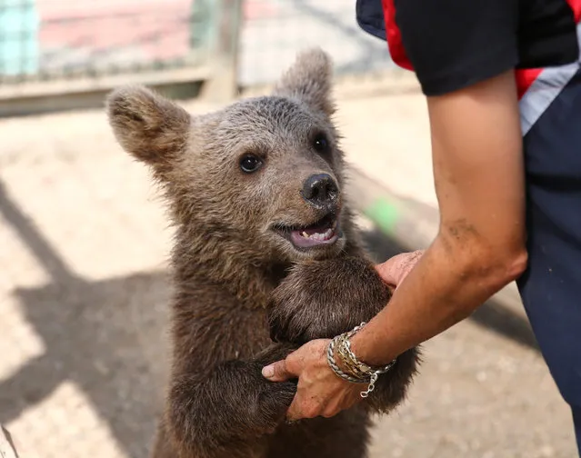 Pasa the bear cub plays with Nimet Surucu, his care-giver in the Animal Shelter of Giresun Municipality, where he was brought to after being found by villagers and has been rehabilated in Giresun, Turkiye on July 27, 2023. (Photo by Gultekin Yetgin/Anadolu Agency via Getty Images)