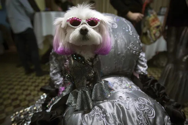 A dog sits in a stroller after a New York Pet Fashion Show event during Fashion Week in the Manhattan borough of New York February 12, 2015. (Photo by Carlo Allegri/Reuters)