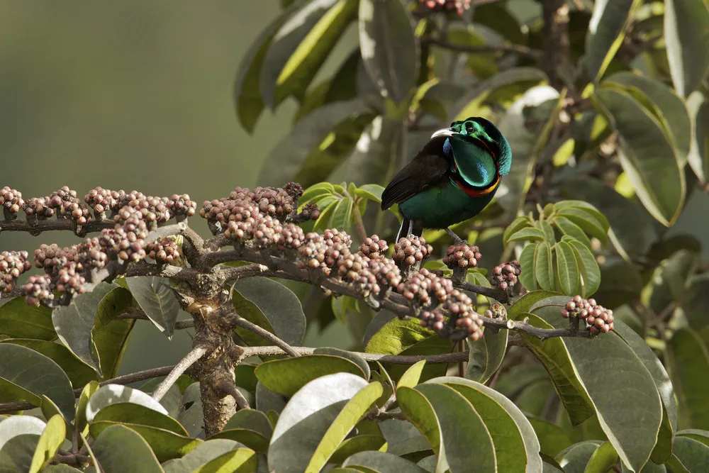 Tim Laman - Wildlife Photojournalist