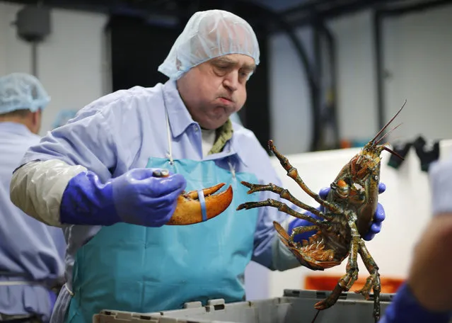 In this June 20, 2014, file photo, Frank Carlson breaks a claw off a lobster at the Sea Hag Seafood processing plant in St. George, Maine.  As the Chinese economy grows, so does their desire to serve American lobster on Chinese New Year. One processing firm owner says it's now the biggest live lobster important day of the year after Christmas in Europe. (Photo by Robert F. Bukaty/AP Photo)
