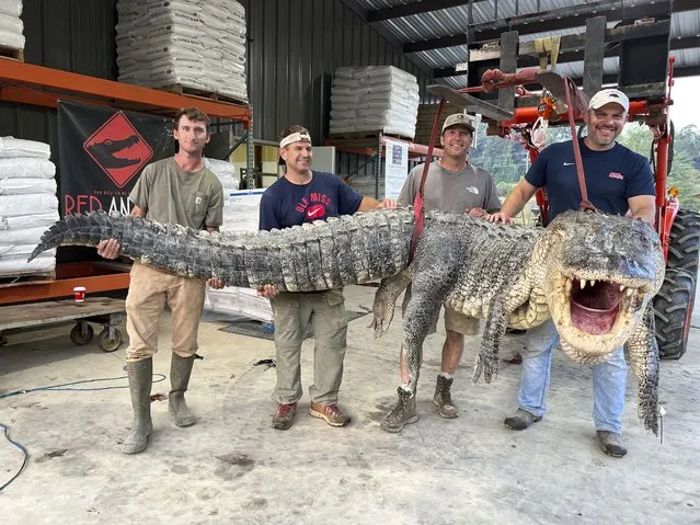 This photo provided by Red Antler Processing shows the alligator sport hunting team made up of, from left, Tanner White, tag-holder Donald Woods, Will Thomas and Joey Clark as they hoist, with the help of a forklift, the longest alligator officially harvested in Mississippi, Saturday, August 26, 2023, at Red Antler Processing in Yazoo City, Miss. The male alligator weighed 802.5 pounds and measured 14 feet, 3 inches long, and its length broke the state record as the longest alligator ever caught, according to the Mississippi Department of Wildlife, Fisheries and Parks. (Phoot by Shane Smith/Red Antler Processing via AP Photo)