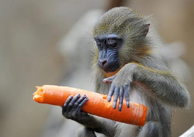 A young mandrill enjoys a carrot on March 16, 2015 at the zoo in Dresden, eastern Germany. (Photo by Matthias Hiekel/AFP Photo/DPA)