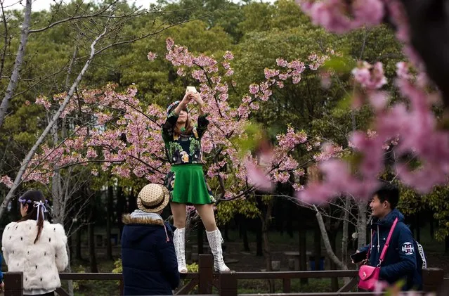 A young woman (C) takes a “selfie” in front of blossoming trees during the first day of the nearly one month-long Cherry Blossom Festival in Gucun Park in northern Shanghai on March 18, 2015. (Photo by Johannes Eisele/AFP Photo)