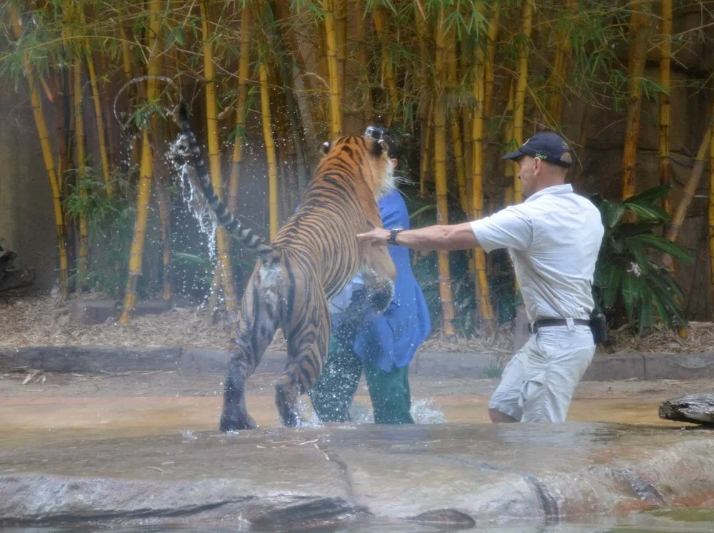 Handler Attacked by Zoo Tiger