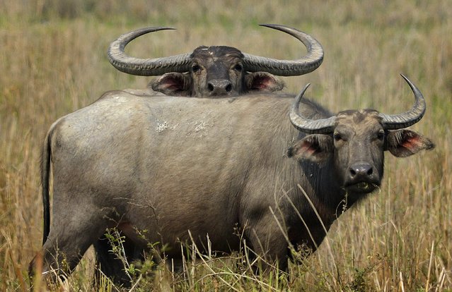 Asiatic Water Buffalos look curiously at forest officials (unseen) while they conduct a rhino census at the Kaziranga National Park in Assam state, India, 25 March 2015. Kaziranga is closed to tourists for the next two days while a census, conduicted every two years, of the rhinos commencing 25 March is underway, in a previous census in 2013 in the park the population of the Indian rhinos was 2329. (Photo by EPA/Stringer)