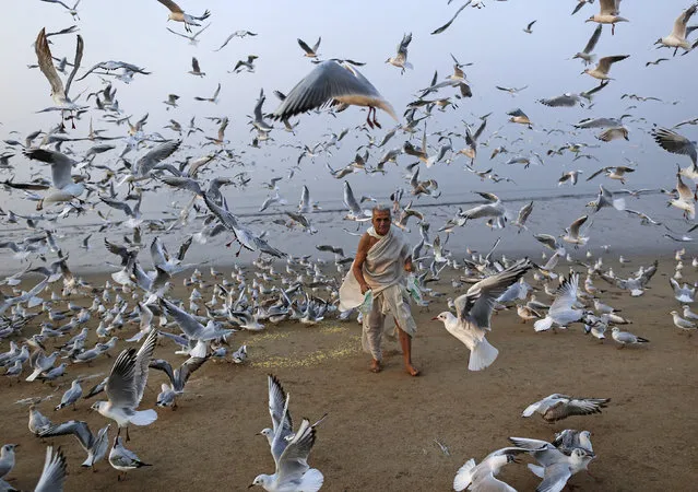 A man feeds seagulls on a beach along the Arabian Sea in Mumbai, India, February 9, 2016. (Photo by Danish Siddiqui/Reuters)