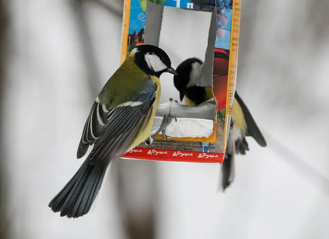 Great tit birds sit on a feeding rack made from an empty wine carton in a park in Kiev, Ukraine, January 4, 2017. (Photo by Gleb Garanich/Reuters)