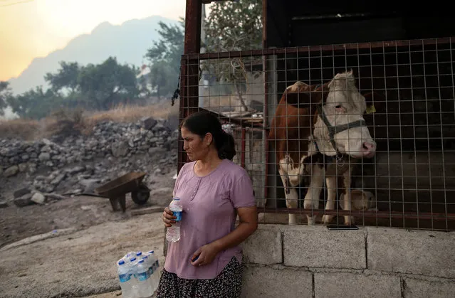 A woman and a cow watch during the wildfires at the Bozdogan village of the Milas district of Mugla, Turkey, 02 August 2021. (Photo by Erdem Sahin/EPA/EFE)