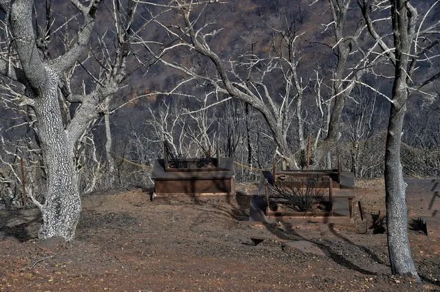 Charred trees are seen following a wildfire in Tizi Ouzou, one of the most populous cities in Algeria's Kabylie region, on August 10, 2021. Wildfires fanned by blistering temperatures and tinder-dry conditions have killed at least seven people in Algeria, the interior minister said, adding the fires had criminal origins. (Photo by Ryad Kramdi/AFP Photo)