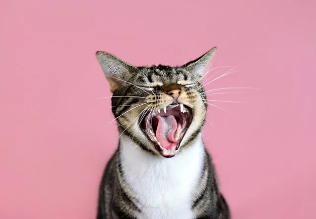Cat yawning laughing with pink background. (Photo by Kelly Bowden/Getty Images)