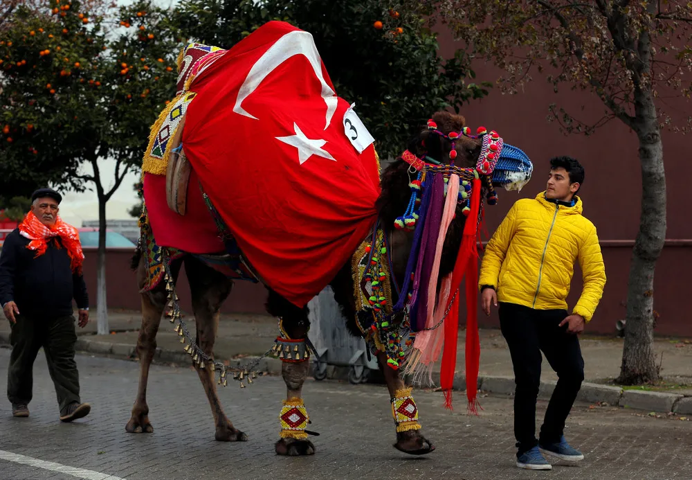 Selcuk-Efes Camel Wrestling Festival in Turkey