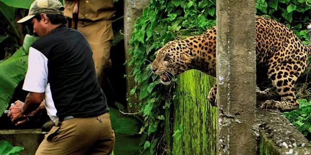 A leopard attacks a forest guard at Prakash Nagar village near Salugara, on the outskirts of Siliguri, India on July 19, 2011. A leopard attack in the Indian village of Prakash Nagar has left 11 people injured, the AP reports. The animal strayed into the village on Tuesday and became startled by a crowd of onlookers, according to a wildlife official. Forest guards eventually tranquilized the animal after several attempts. The Hindu News reports that the animal later died at a veterinary hospital from injuries sustained during the attack. (Photo by Solarpix/Action Press/Picturedesk)