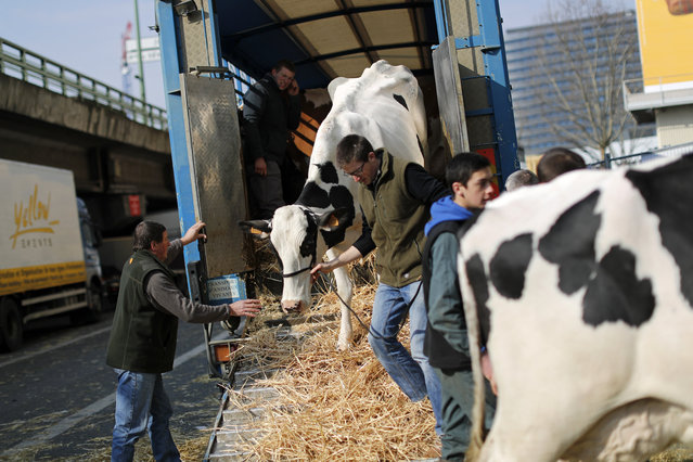 A French farmer leads his cow off a lorry on the eve of the opening of the International Agricultural Show in Paris, France, February 26, 2016. (Photo by Benoit Tessier/Reuters)