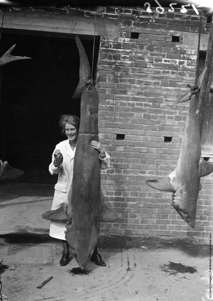 Hunting And Fishing. Part III