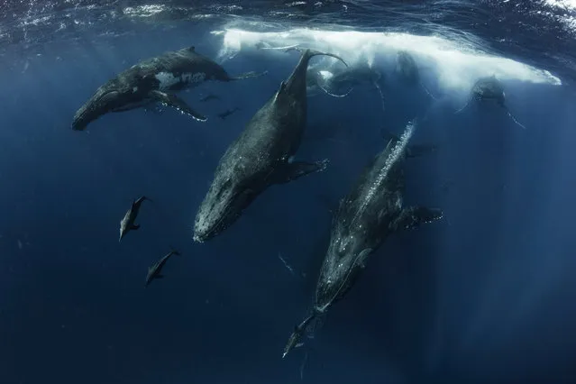 Behaviour category runner-up. The Heat Run by Scott Portelli (Australia) in Vavau, Tonga. “The heat run is the ultimate wildlife encounter, multiple whales competing for a female, the chase can last for hours or even days. Often many dolphin species are found moving with the humpback groups ... On this day we jumped in with this group of 16 whales and 50 dolphins moving at high speed, trying to position ourselves in the right place to capture something amazing that not many people have experienced. It was truly heart-thumping and adrenaline-pumping action to be a part of”. (Photo by Scott Portelli/Underwater Photographer of the Year 2019)