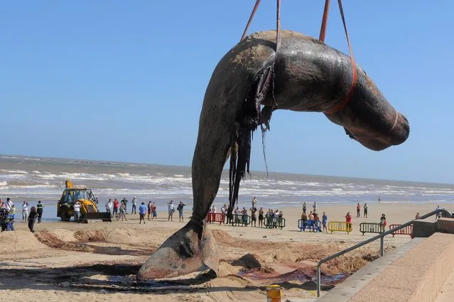 The carcass of a sperm whale that washed ashore on Carrasco beach is lifted with a crane, in Montevideo, Uruguay, Monday, January 13, 2014. Dozens of Navy officials and rescuers used excavators to remove the marine mammal weighing up to 25 tons, to be buried in a nearby landfill. The 16-meter (52.5-foot) whale was found Saturday. (Photo by El Pais/AP Photo)