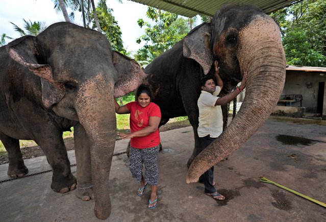 Elephant owners Niraj Roshan Samarakkodi, in white shirt, and his wife Chamali pet their beasts, Kandula, right and Suddi at a compound in Pannipitiya, a suburb of Colombo, Sri Lanka, Sunday, September 12, 2021. Environmentalists in Sri Lanka are challenging a court order issued earlier this month that would allow the return of 14 illegally captured wild elephants to people accused of buying them from traffickers. Rights groups and lawyers say the Sept. 6 court order is based on a government decree that violates Sri Lankan environmental laws. They fear the order could encourage a resurgence of trafficking of wild elephants, putting them at risk. (Photo by Eranga Jayawardena/AP Photo)