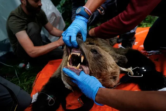 Veterinarian Gabriel de Pedro examines the mouth of an anaesthetised female Iberian brown bear, the first to be captured after decades, during a health check-up as part of a special program monitoring and protecting the species, in Villarino, Spain, September 8, 2021. The patrol, which so far has trapped 12 bears, wants to improve understanding of the bears' behaviour by anaesthetising them, performing a medical check-up, and placing a GPS collar around their necks. “What we want is to monitor at all times, in real time to be able to act quickly, always to improve the bears' coexistence with humans”, said David Cubero, coordinator of the brown bear capture and radio-tagging plan. (Photo by Juan Medina/Reuters)