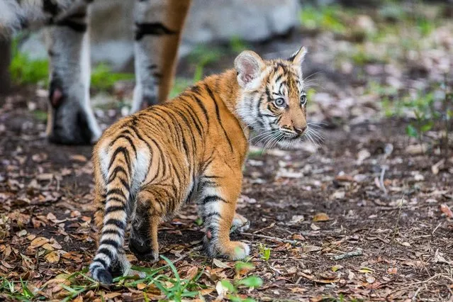 Berisi, a Malayan tiger cub, emerges from her den into the tiger habitat with her mother Bzui at Tampa's Lowry Park Zoo in Tampa, Florida, U.S. December 7, 2016. (Photo by Donnie Gallagher/Reuters/Tampa's Lowry Park Zoo)
