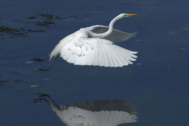 A snowy white egret in Pacific Grove in California, US on February 15, 2024. (Photo by Merry/Zuma Press Wire/Rex Features/Shutterstock)