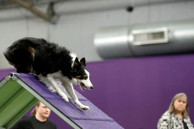 A Border Collie takes part in the Masters Agility competition during the 141st Westminster Kennel Club Dog Show in New York City, U.S. February 11, 2017. (Photo by Brendan McDermid/Reuters)