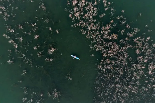 A man lies down on a standup paddle board among the reeds of the Sea of Galilee, northern Israel on October 28, 2021. (Photo by Ronen Zvulun/Reuters)