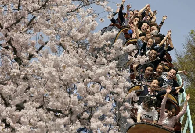 People ride a roller coaster next to cherry blossoms in full bloom at Toshimaen amusement park in Tokyo, Japan, 06 April 2016. The temperature in Tokyo rose to 21.7 degrees Celsius, a full 8.4 degrees higher than previous day. (Photo by Kimimasa Mayama/EPA)