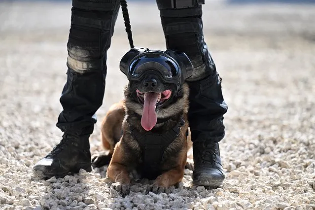 A police dog of the French Brigade de Recherche et d'Intervention (BRI - Research and Intervention Brigade) police unit participates in a training session at the Eurosatory international land and airland defence and security trade fair, in Villepinte, a northern suburb of Paris, on June 12, 2022. (Photo by Emmanuel Dunand/AFP Photo)